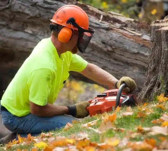 tree services Rock Hill